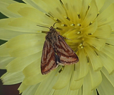 [The moth is eating from one of the stamen of the flower. The hairy section of the body is a combination of light and dark brown. The wing color is alternating stripes of ochre and tan which follow the outlines of the wings.]